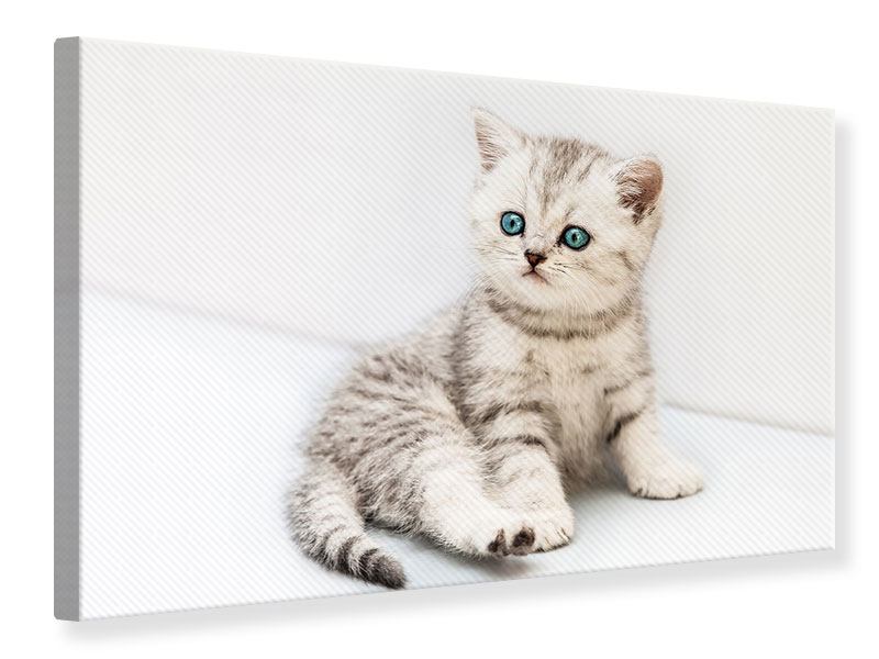 Glanzbilder Katzen-Babys – Süße Poesiebilder Für Scrapbooking & Deko (24x15 Cm)