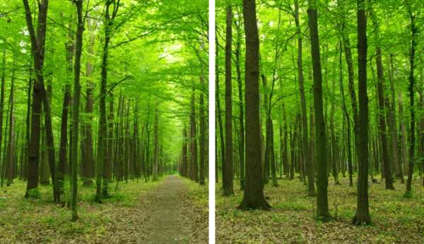 Fotogardine: GRÜNER PARK / B:280 cm x H:165 cm / Kräuselband / Blackout (mit B-1 Zertifikat)