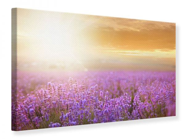Leinwandbild: SONNENUNTERGANG BEIM LAVENDELFELD (Querformat)